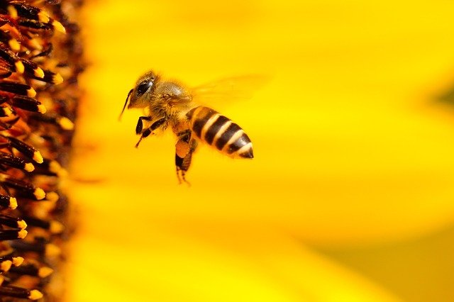 Anyagi támogatással és méhkaptárral segíti a Takarékbank a Bankszövetség erdőtelepítési akcióját