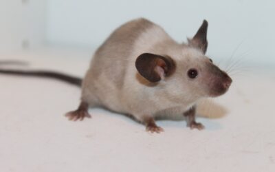 Két év alatt sikerült megtalálni Uri Geller magánszigetének egyetlen patkányát