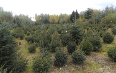 Drágul a karácsonyfa: a nordmann 9-10, az ezüstfenyő 6-7, a luc 4-5 ezerbe kerülhet méterenként