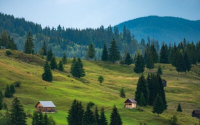 Indul Románia legátfogóbb erdőtelepítési kampánya – 57 000 hektár erdőt ültetnek