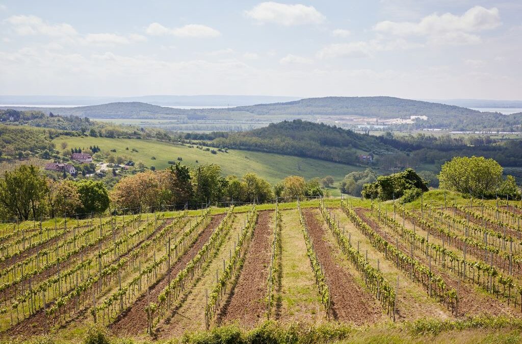 A balatoni borokról szondázta az embereket a Veszprémi Érseki Pincészet