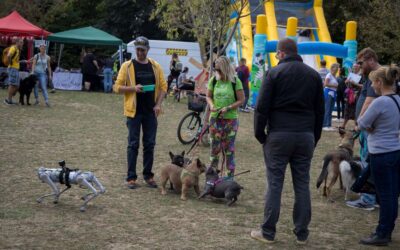 Állatok világnapja: hasznos tanácsok az állatmenhelyről