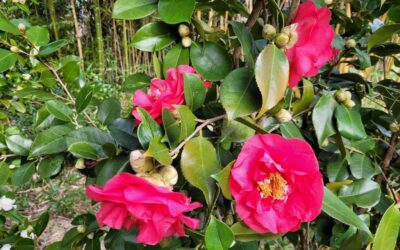 Zalában virágzik az egzotikus Japán kamélia