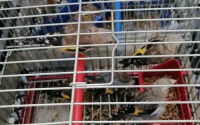 Többszáz madarat találtak egy kocsiban az M1-es autópályán