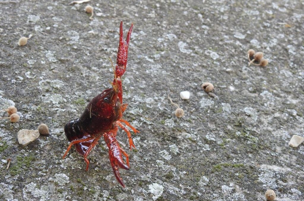 Idegenhonos, károkozó, tízlábú rákfaj jelent meg a Balatonban
