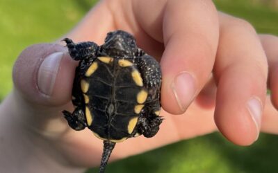 Kis mocsári teknősök totyognak át a magyar utakon